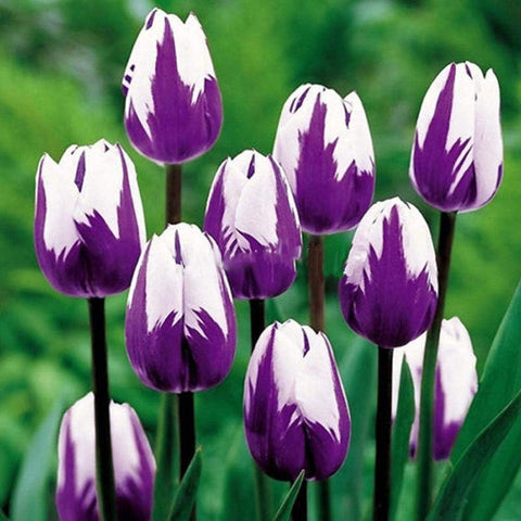 Flower Seeds, Seeds,Seeds For Planting,Plant Seeds