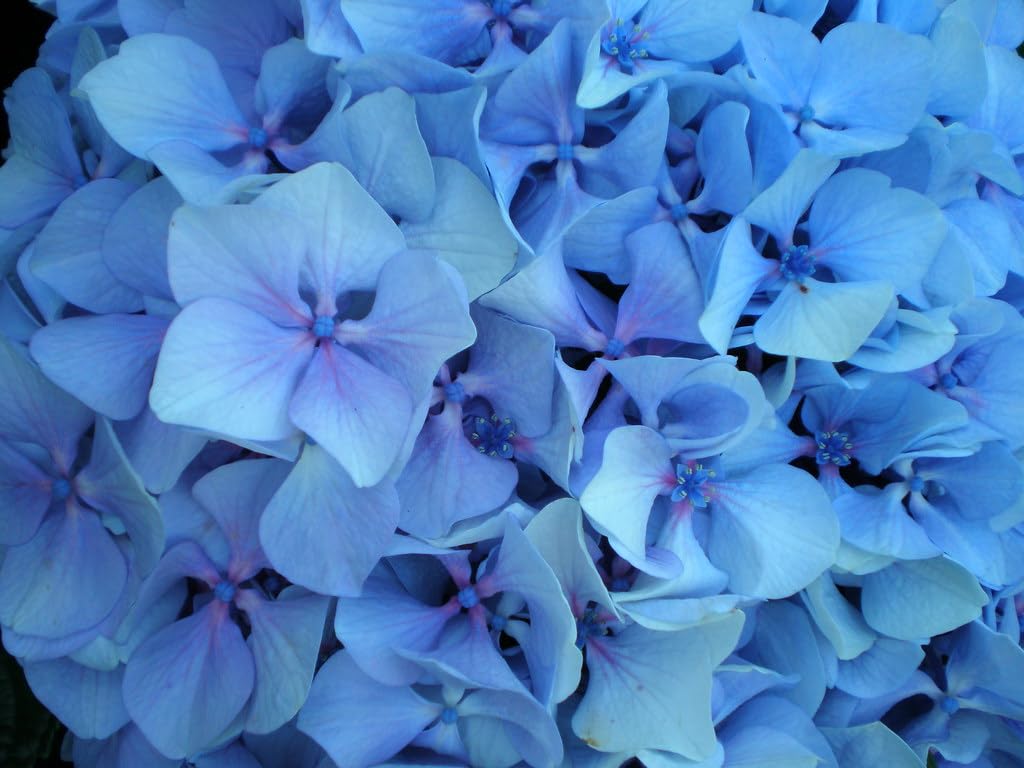Sky Blue Azalea Flower Seeds for Planting, Heirloom Non-GMO Organic Garden Seeds