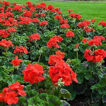 Flower Seeds, Seeds,Seeds For Planting,Plant Seeds