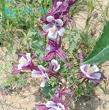Flower Seeds, Seeds,Seeds For Planting,Plant Seeds