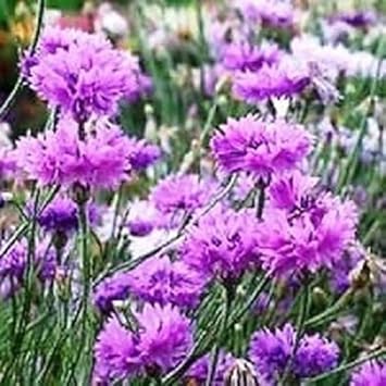 Purple Centaurea Flower Seeds for Planting – Hardy & Easy-to-Grow Blooms