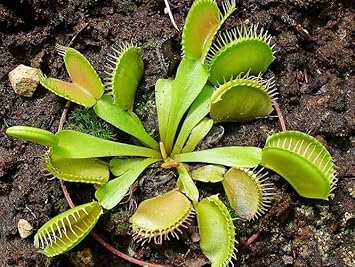 Venus Flower Seeds for Planting – Heirloom, Non-GMO, Premium Quality Garden Seeds