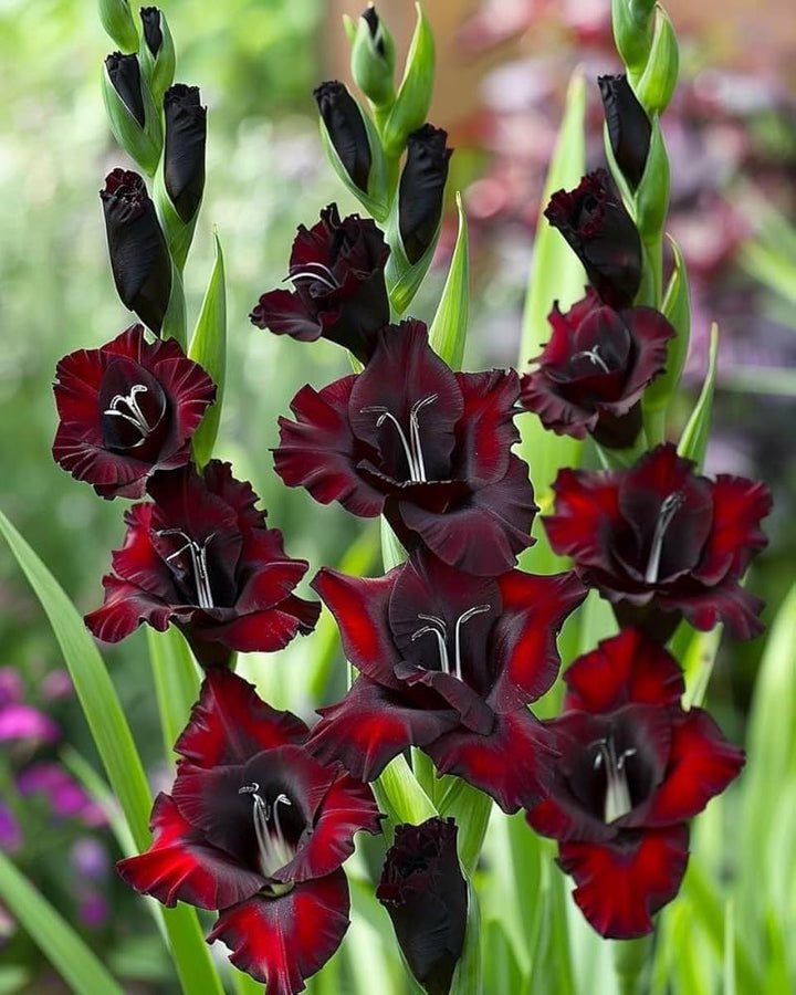Maroon Gladiolus Flower Seeds for Planting – Sun Loving, Heirloom &amp; Non-GMO Seeds for Home Garden