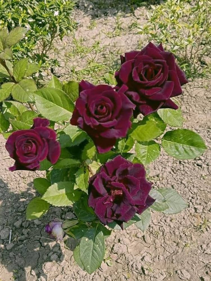 Maroon Rose Flower seeds for Planting – Hardy Variety, Heirloom, Non-GMO Seeds for Home Garden