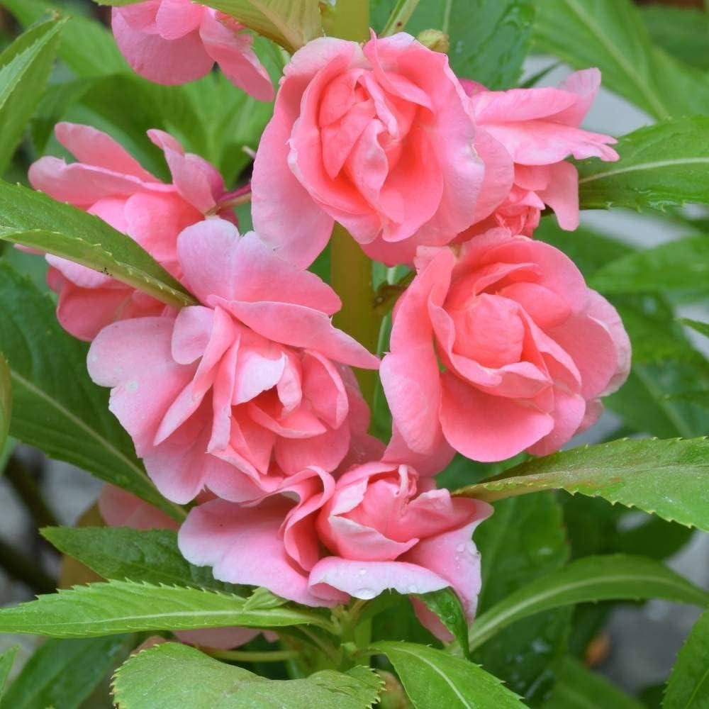 Peach Balsam Camellia Flower Seeds - Heirloom, Non-GMO, High Germination Seeds for Planting Home Garden
