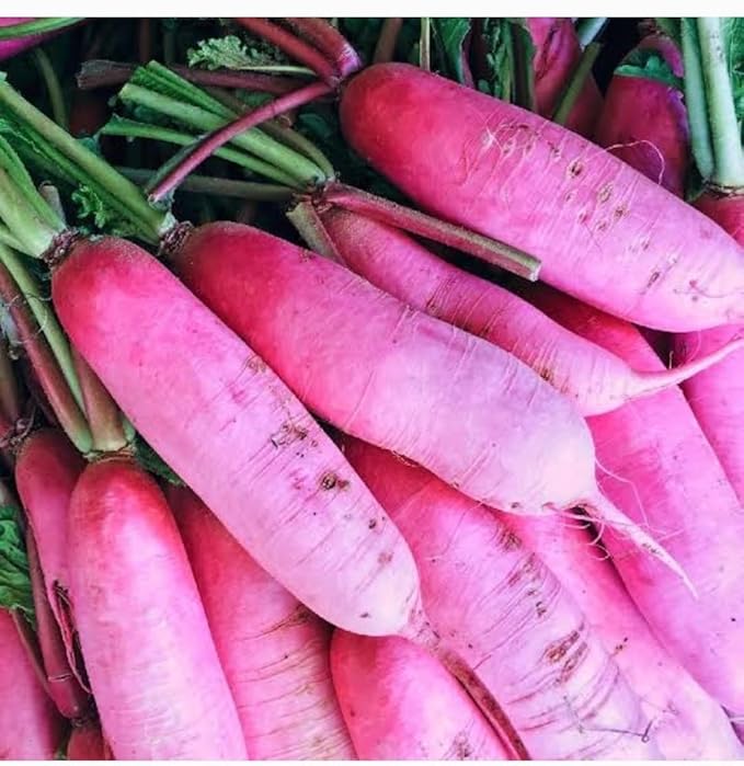 Pink Radish Vegetable Seeds for Planting – Heirloom & Non-GMO Seeds for Crisp and Colorful Root Harvests