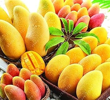 Fruit Seeds,Garden seeds, Seeds For Planting,Plant Seeds