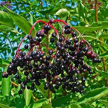 Fruit Seeds,Garden seeds, Seeds For Planting,Plant Seeds