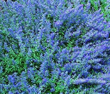 Flower Seeds, Seeds,Seeds For Planting,Plant Seeds