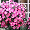 Pink & White Petunia Seeds – Heirloom, Non-GMO, Wildflower Mix
