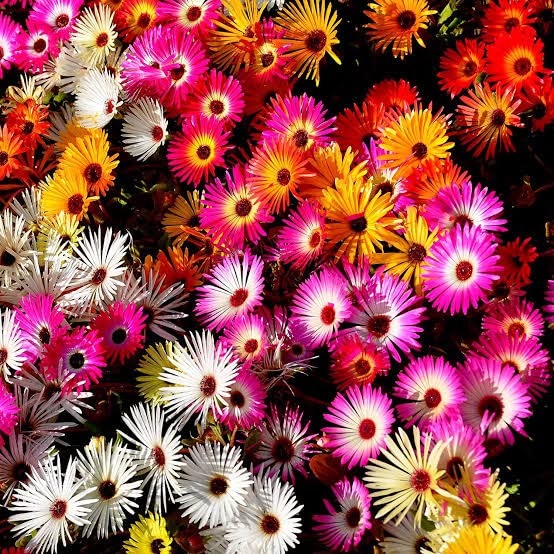 Mischfarbe Flower Seeds for Planting – Heirloom Non-GMO, High Germination Organic Garden Seeds, Pollinator Friendly