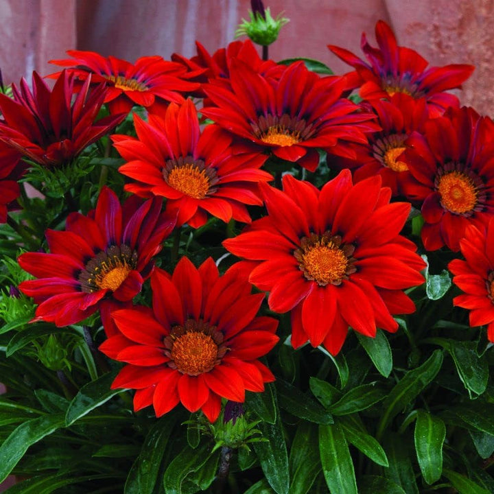 Gazania Flower Seeds for Planting Dark Red – Fragrant Blossoms, Heirloom, Non-GMO, High Germination Organic Garden Seeds
