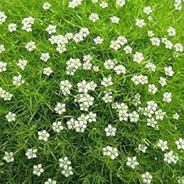 Flower Seeds, Seeds,Seeds For Planting,Plant Seeds