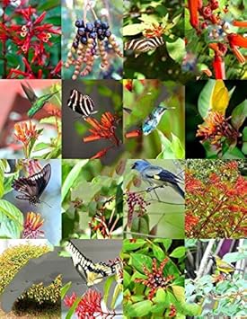 Flower Seeds, Seeds,Seeds For Planting,Plant Seeds