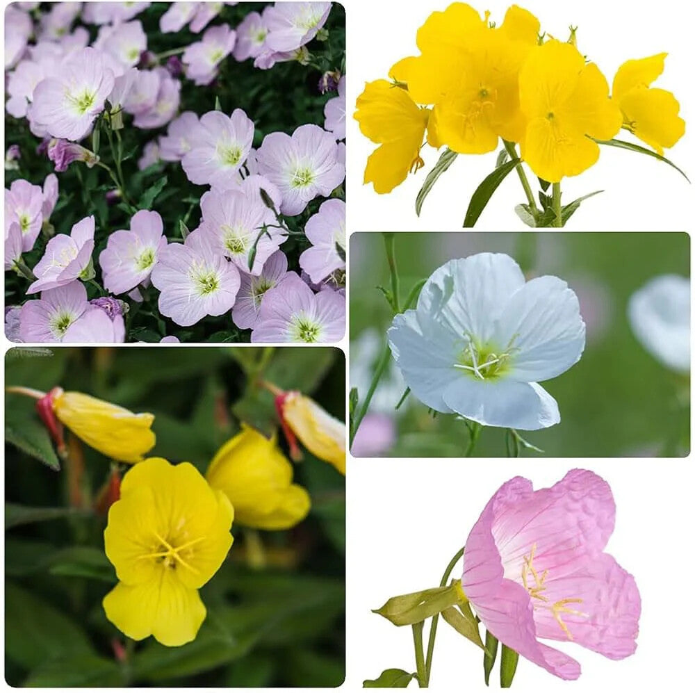 Mixed Oenothera Biennis Flower Seeds for Planting – Heirloom Non-GMO, High Germination Organic Garden Seeds