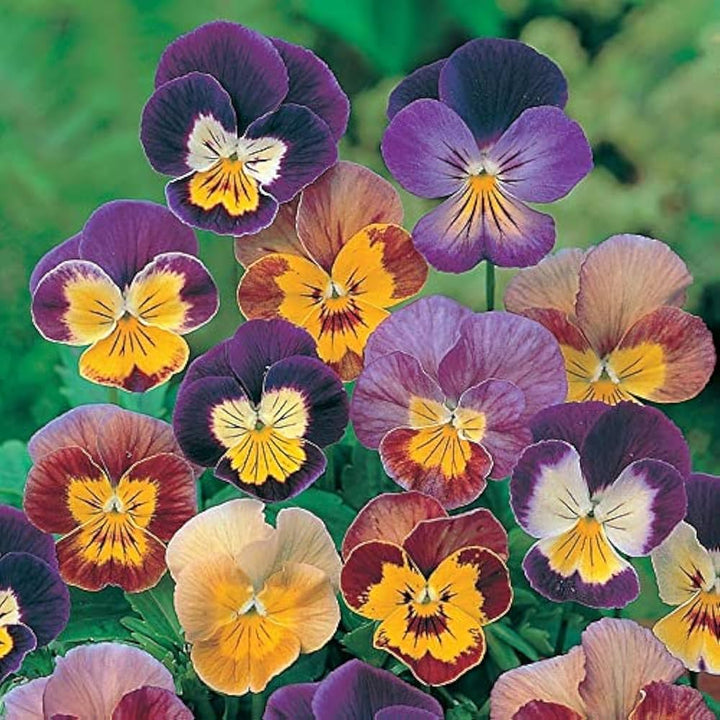 Viola Red Blue Flower Seeds for Planting – Heirloom Non-GMO High Germination Organic Garden Seeds