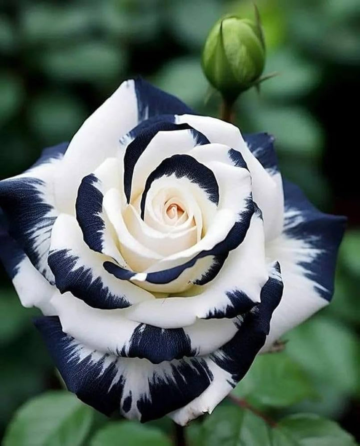 White Black Rose Flower Seeds for Planting – Heirloom Non-GMO High Germination Organic Garden Seeds