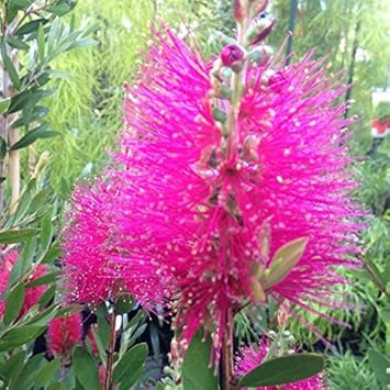 Flower Seeds, Seeds,Seeds For Planting,Plant Seeds