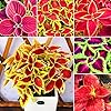 Mixed Coleus  - 100 pcs - Sun Loving, Heirloom & GMO Free Seeds for Home Garden