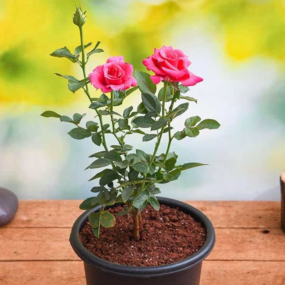 Home Garden Rose Flower Seeds for Planting Mixed – Fragrant Blossoms, Heirloom & Non-GMO, High Germination Organic Garden Seeds