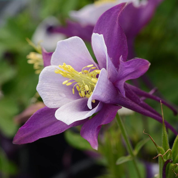 Flower Seeds, Seeds,Seeds For Planting,Plant Seeds