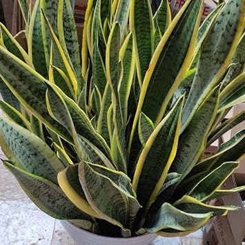 Flower Seeds, Seeds,Seeds For Planting,Plant Seeds