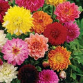 Dahlia Opera Mix Flower Seeds for Planting – Pollinator Friendly, Heirloom, Non-GMO