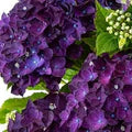 Violet Hydrangea Flower Seeds for Planting – Low Maintenance, Heirloom, Non-GMO, High Germination Organic Garden Seeds