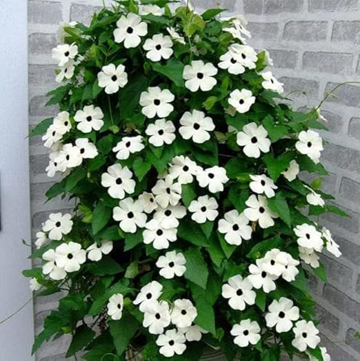 Thunbergia Flower Seeds for Planting – Easy to Grow Heirloom Non-GMO High Germination Organic Garden Seeds