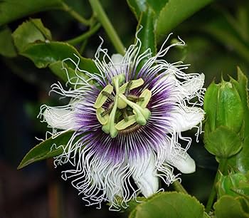 Purple Passiflora Flower Seeds for Planting | Heirloom Non-GMO High Germination Organic Garden Seeds