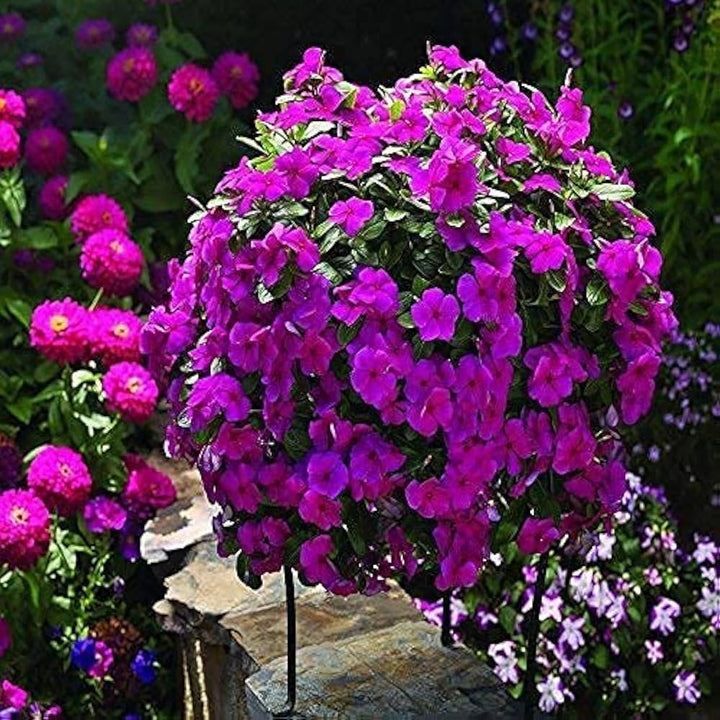 Periwinkle Vinca Violet Flower Seeds for PlantingHeirloom, Non-GMO, High Germination Organic Garden Seeds