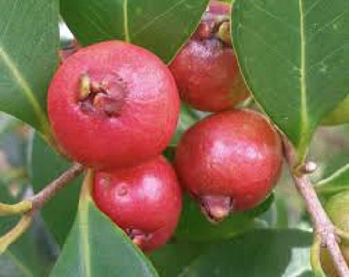 Strawberry Guava Fruit seeds for planting – Heirloom & Non-GMO Garden seeds