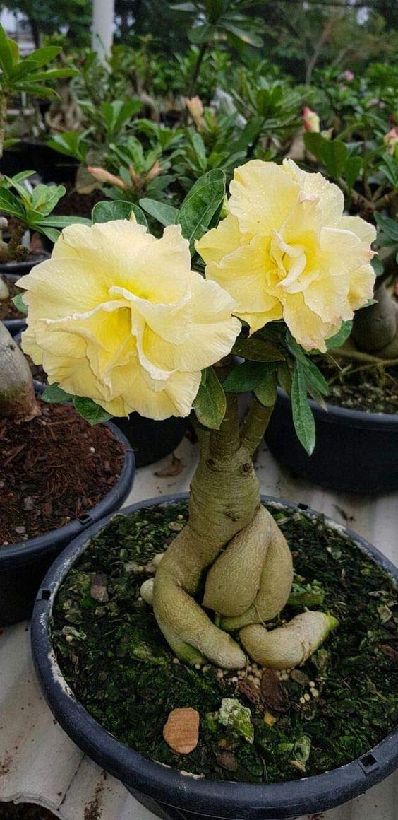 Pale Yellow Adenium Obesum Seeds – Heirloom &amp; Non-GMO Desert Rose for Home Gardens