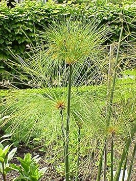 Flower Seeds, Seeds,Seeds For Planting,Plant Seeds