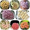 Burgundy Hoya Flower Seeds - Heirloom, Non-GMO, Shade Tolerant, High Germination