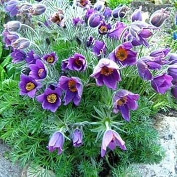Violet Pulsatilla Flower Seeds for Planting | Heirloom, Non-GMO, High Germination Organic Garden Seeds for Early Spring Blooms