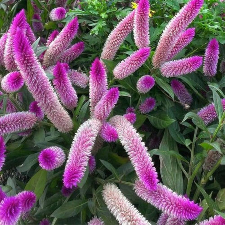 Flower Seeds, Seeds,Seeds For Planting,Plant Seeds