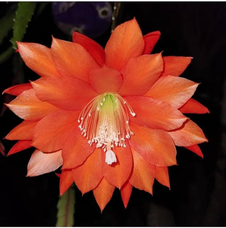 Orange Epiphyllum Oxypetalum Flower Seeds for Planting – Heirloom, Non-GMO, High Germination Garden Seeds