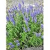 Purple Vitex Angus Castus Flower Seeds for Planting | Heirloom Non-GMO High Germination