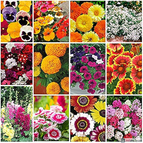 Flower Seeds, Seeds,Seeds For Planting,Plant Seeds