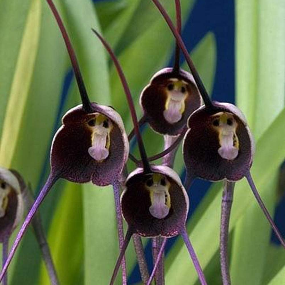 violet flower seed Monkey Face Violet Flower Seeds for Planting – Rare & Fun Blooms with – Earthechoseeds