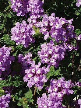 Flower Seeds, Seeds,Seeds For Planting,Plant Seeds