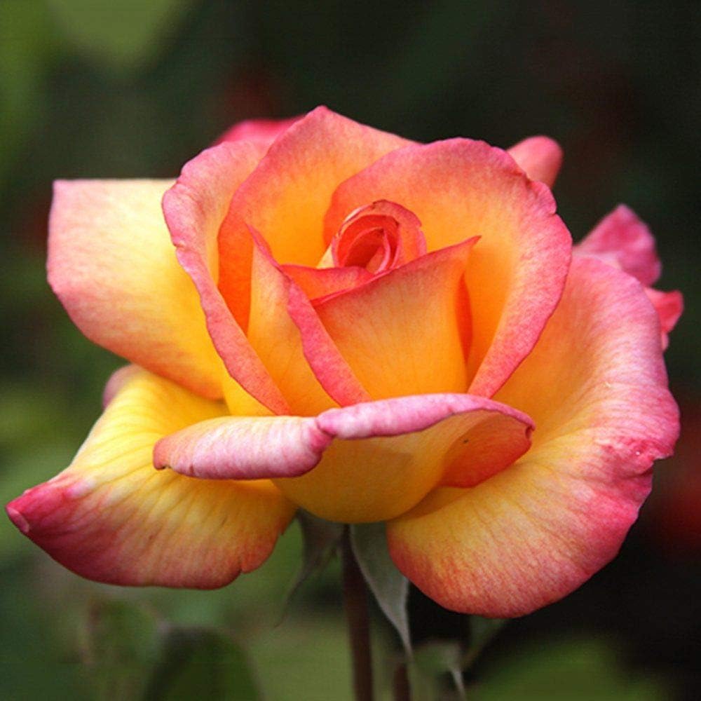 Flower Seeds, Seeds,Seeds For Planting,Plant Seeds