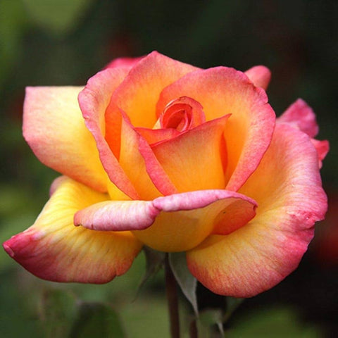 Flower Seeds, Seeds,Seeds For Planting,Plant Seeds
