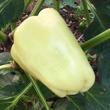 Vegetable Seeds,Garden seeds, Seeds For Planting,Plant Seeds