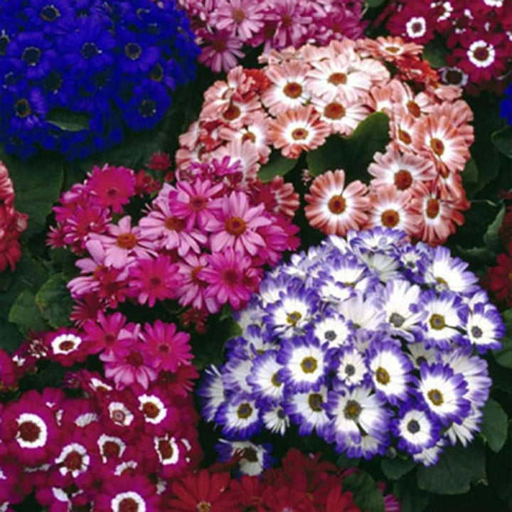 Burgundy Cineraria Flower Seeds for Planting – Heirloom, Non-GMO, High Germination Organic Garden Seeds for Shade-Loving Blooms