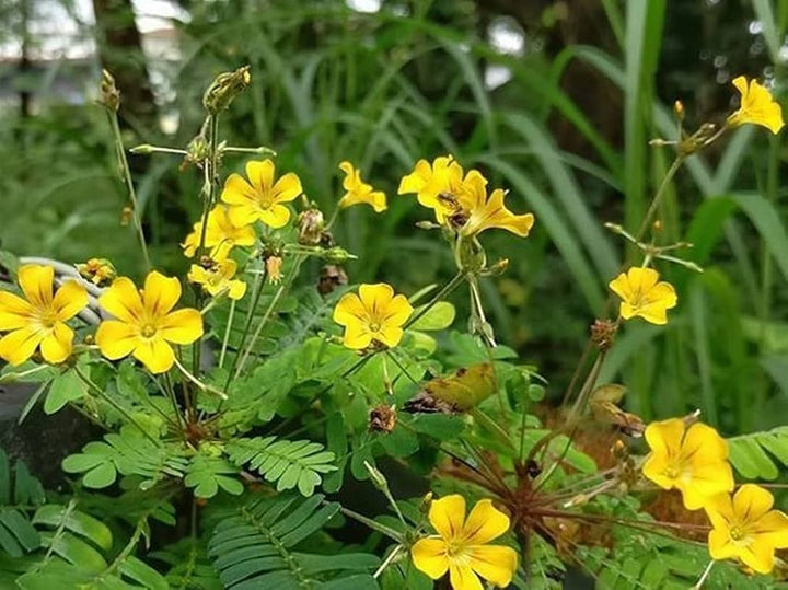 Biophytum Flower Seeds for Planting | Heirloom Non-GMO Organic Garden Seeds with High Germination