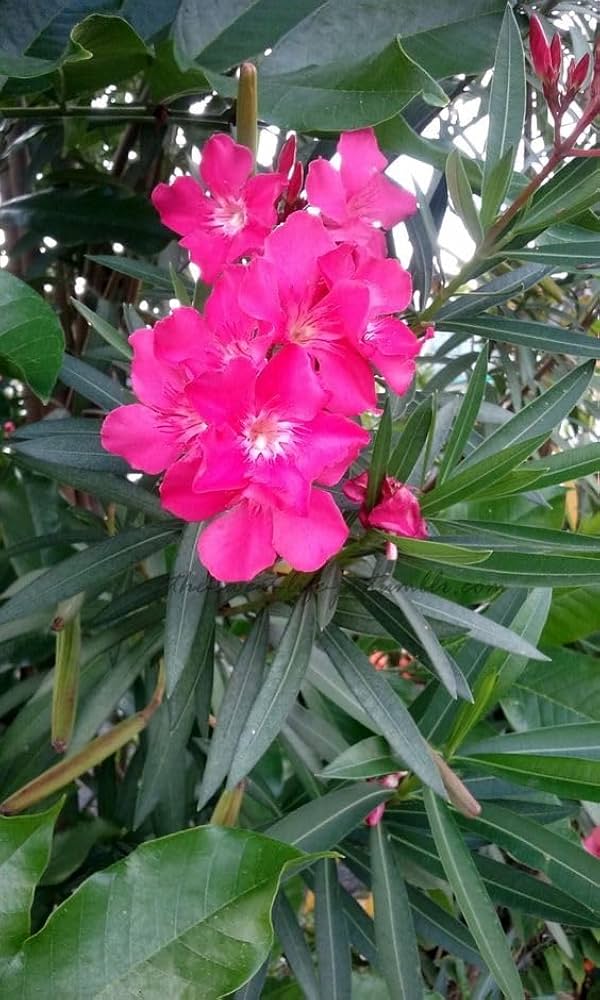 Dark Pink Fern Flower Seeds for Planting – Heirloom, Non-GMO, High Germination Organic Garden Seeds