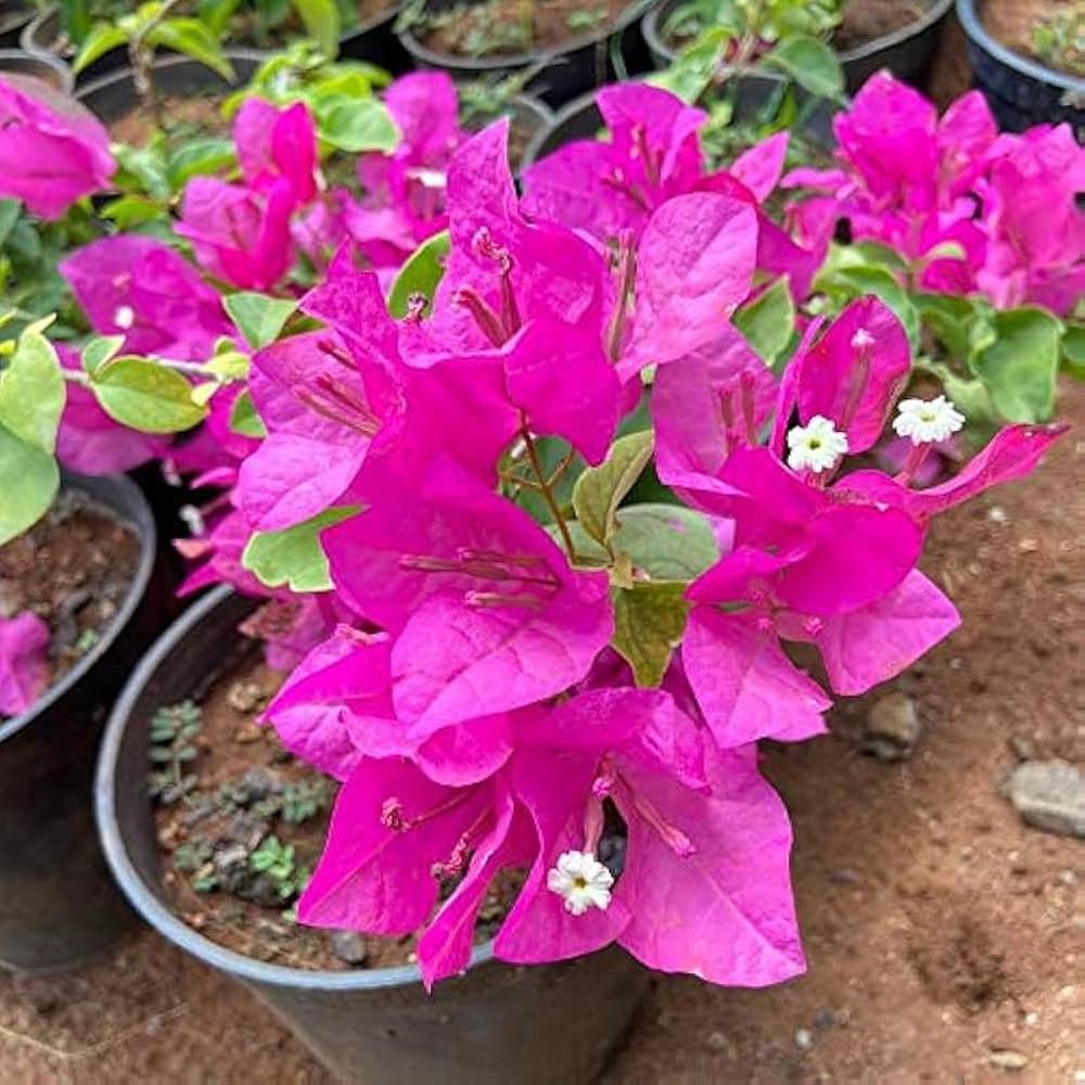 Pink Bougainvillea Flower Seeds for Planting – Bright Blooms, Heirloom –  Earthechoseeds