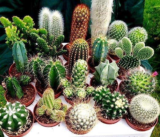 Flower Seeds, Seeds,Seeds For Planting,Plant Seeds